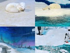 -海合安天津极地海洋公园