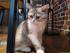 -猫友咖啡店(玉林西路店)