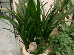 -长春青怡坊鲜花批发(青怡坊花鸟市场店)