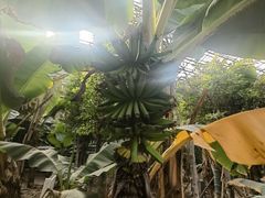 -呀路古热带植物园