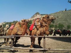 -古柏渡飞黄旅游区