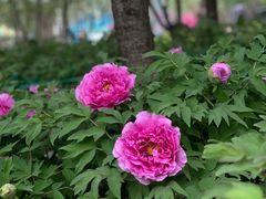 -太阳宫公园