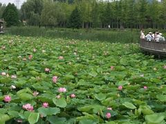 -羊亭河湿地公园