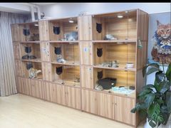 -猫十亿·布偶金渐层·曼基康矮脚猫舍(青年路店)