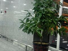 -张家界荷花国际机场航站楼-国内出发