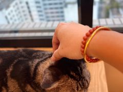 -有喵·猫咖·狗咖·30几只猫10只小狗(岗厦店)
