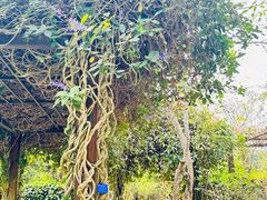 -中国科学院西双版纳热带植物园