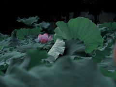 -陈家山荷花公园