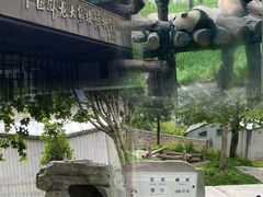 -卧龙中华大熊猫苑神树坪基地