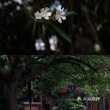 魔都攻略｜藏在大学校园的白色小众花海，超清新超日系！