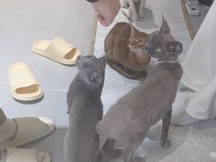 -琪喵猫屋·撸猫猫咖·猫舍