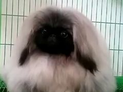 -皇家名犬舍