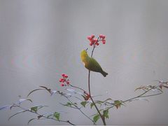 -电脑移动硬盘维修数据恢复西数wd希捷