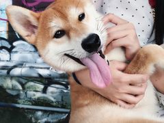 -柴犬高等学院·狗咖·柴犬售卖·宠物训练