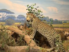 -陕西自然博物馆