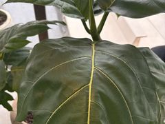 -喜茶(珠海华发商都店)