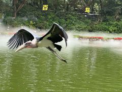 -广州长隆飞鸟乐园