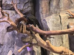 -正佳雨林生态植物园