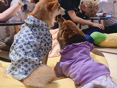 -逗柴咖啡屋·狗咖猫咖宠物桌游