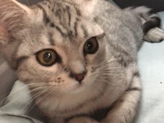 -纳吉亚猫专科动物诊疗中心(蒋宅口分院)