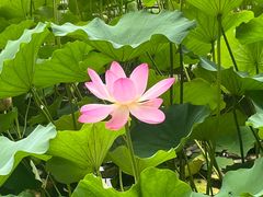-莲花池公园