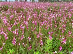 -三圣花乡旅游区