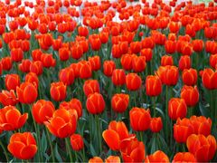 iphone_upload_pic-洛阳郁金香牡丹园