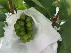 -嘉北郊野公园