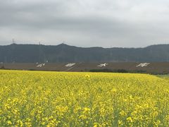 -光明小镇欢乐田园