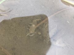 -南汇新城海滩