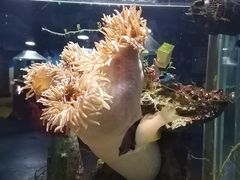 -太平洋海底世界