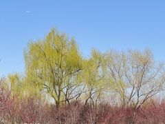 -西安浐灞国家湿地公园