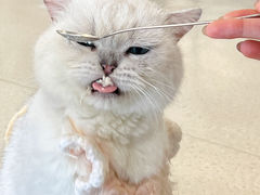 -共舞时光猫咖·狗咖(新街口店)