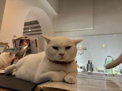 -有猫主题·治愈系猫咖(曾厝垵店)