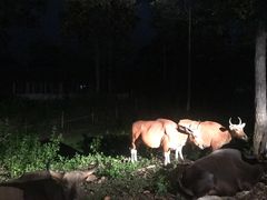 -清迈夜间动物园