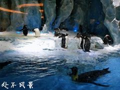 -帝企鹅自助餐厅•儿童岛•真企鹅(长隆企鹅酒店)