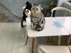 -喵的天空名猫咖啡馆·撸猫·猫舍·用品