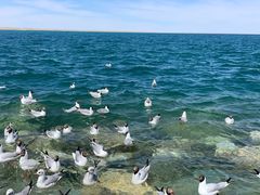 -青海湖国家重点风景名胜区