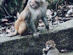 -黔灵山公园