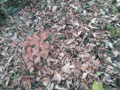 -镇江市南山风景名胜区竹林景区