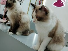 -糯米喵星人·撸猫猫舍咖啡馆(西市场嘉华店)