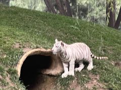 -北京野生动物园