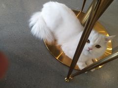 -飞行喵MR PILOT|猫舍·猫咖(静安大融城店)