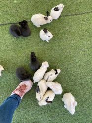 -萌宠亲子动物乐园(槐房万达店)