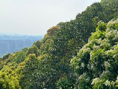 -杭州半山国家森林公园