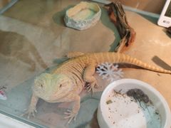 -喵园·猫主题咖啡厅·撸猫·猫咖(国贸店)