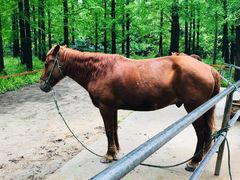 -崇明东平国家森林公园烧烤房车露营地