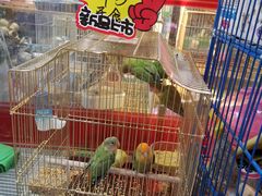 -大自然花鸟鱼虫市场