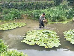 -中国茶叶博物馆(双峰馆区)
