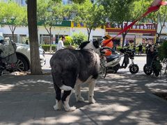 -纳吉亚猫专科动物医院·北北分院